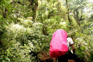 Welcome To The Jungle